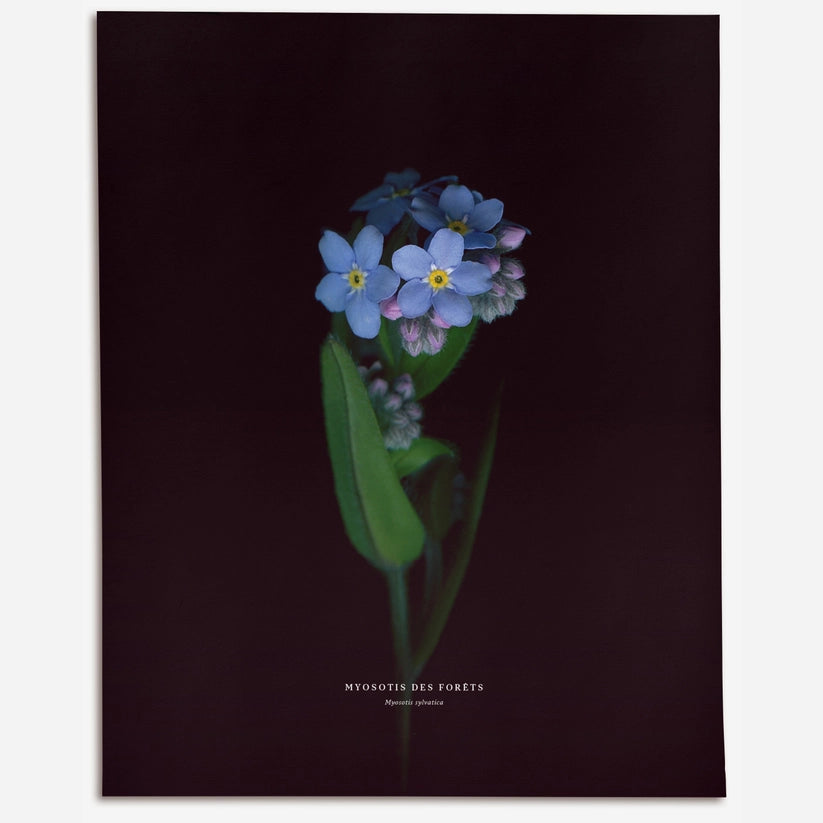 Myosotis Des Bois (Myosotis Sylvatica)