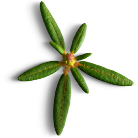 Inuit Herbal Tea - Labrador Tea (Mamaittuqutik)