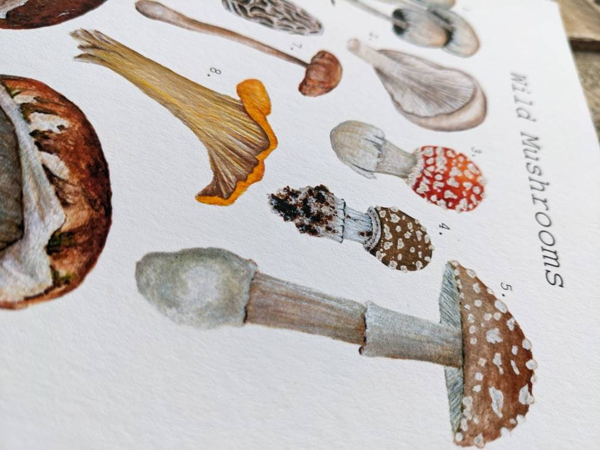 Wild Mushrooms Art Print