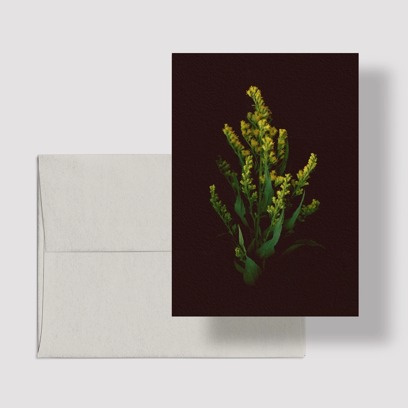 Greeting Card / Canada Goldenrod
