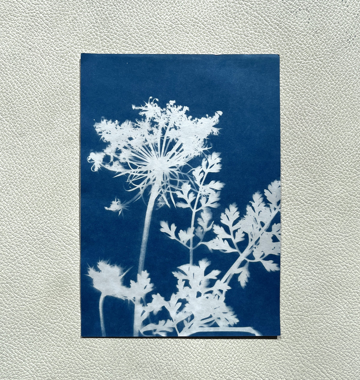 Cyanotype Prints