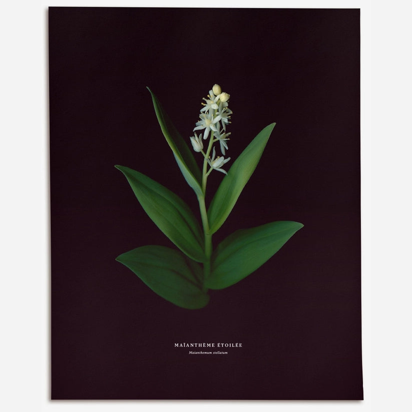 Étoile – No.2 (Maianthemum stellatum)