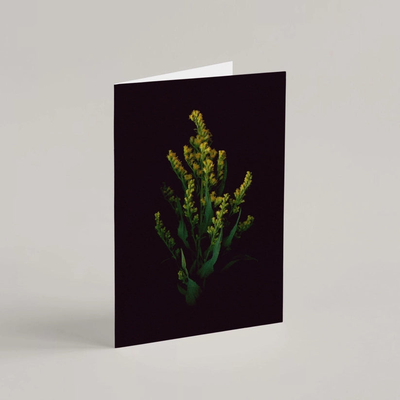 Greeting Card / Canada Goldenrod