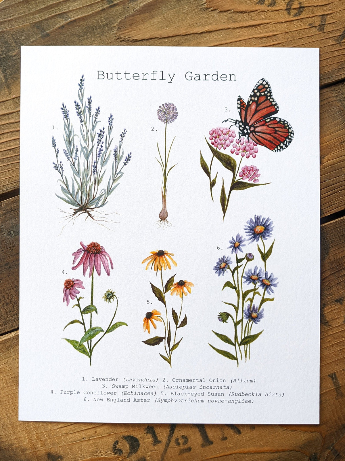 Illustration, butterfly garden