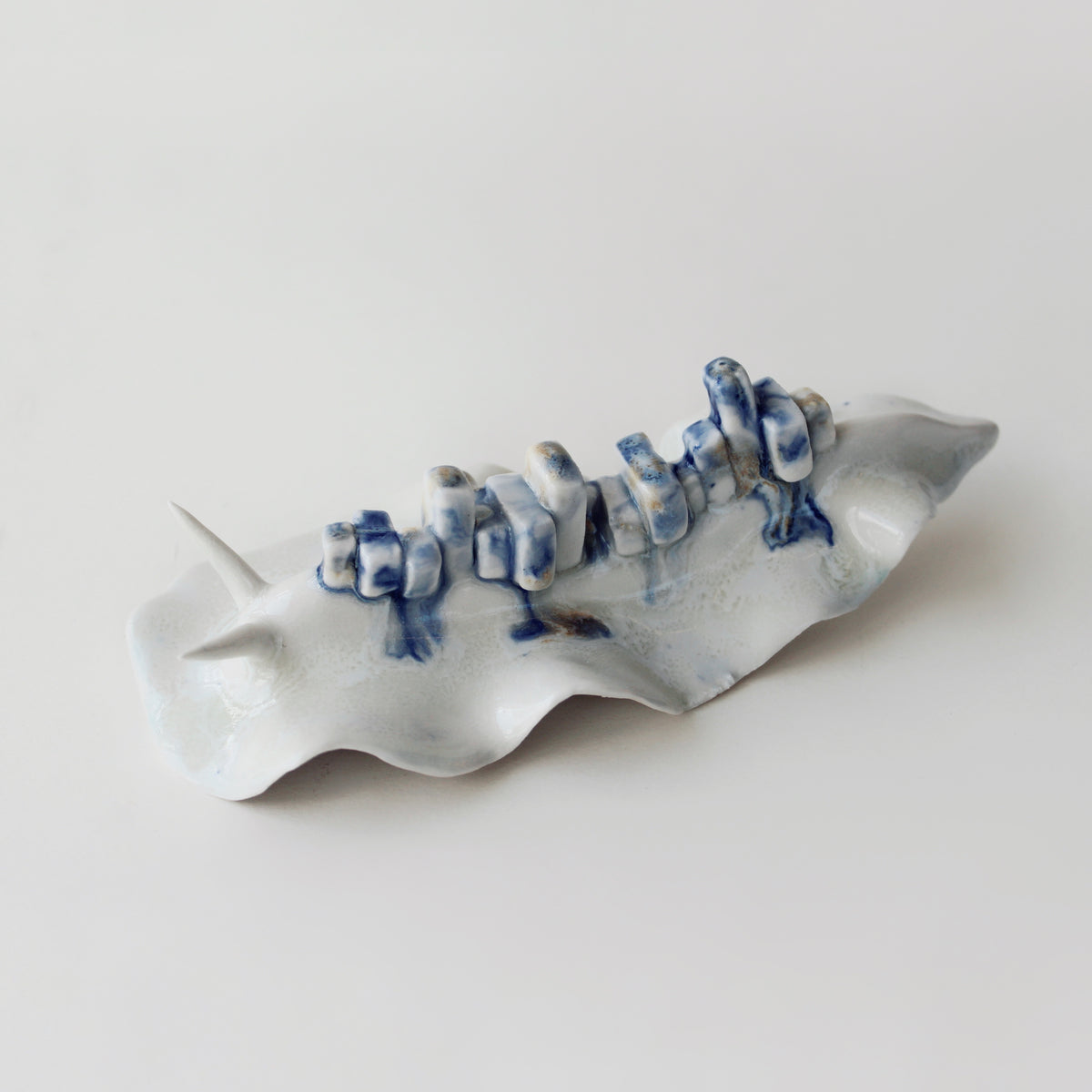 Cynthia O'Brien Slugs (Nudibranchs)