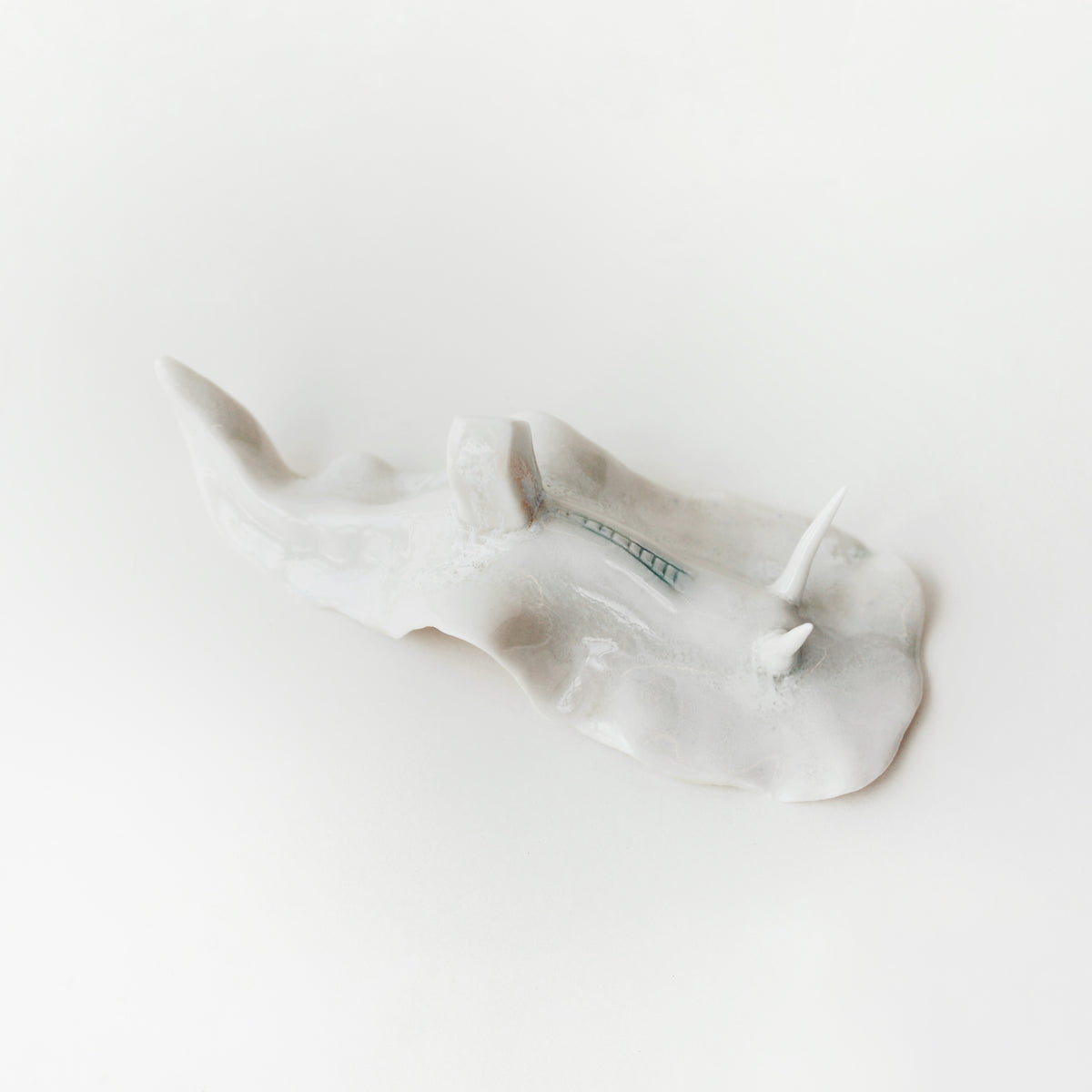 Cynthia O'Brien Slugs (Nudibranchs)