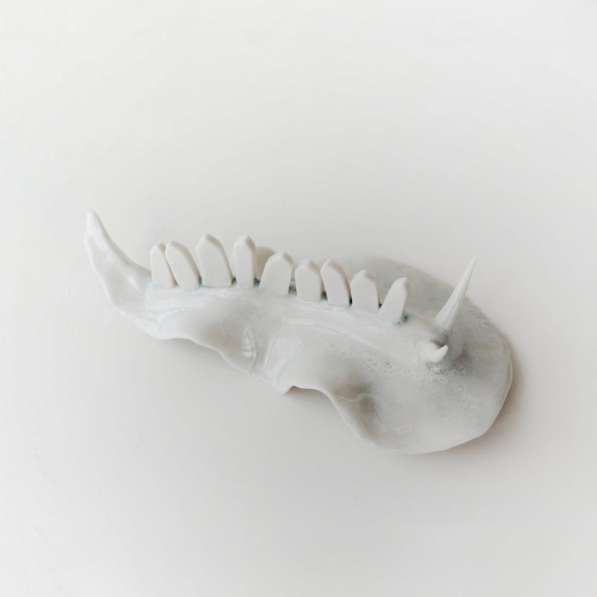Cynthia O'Brien Slugs (Nudibranchs)