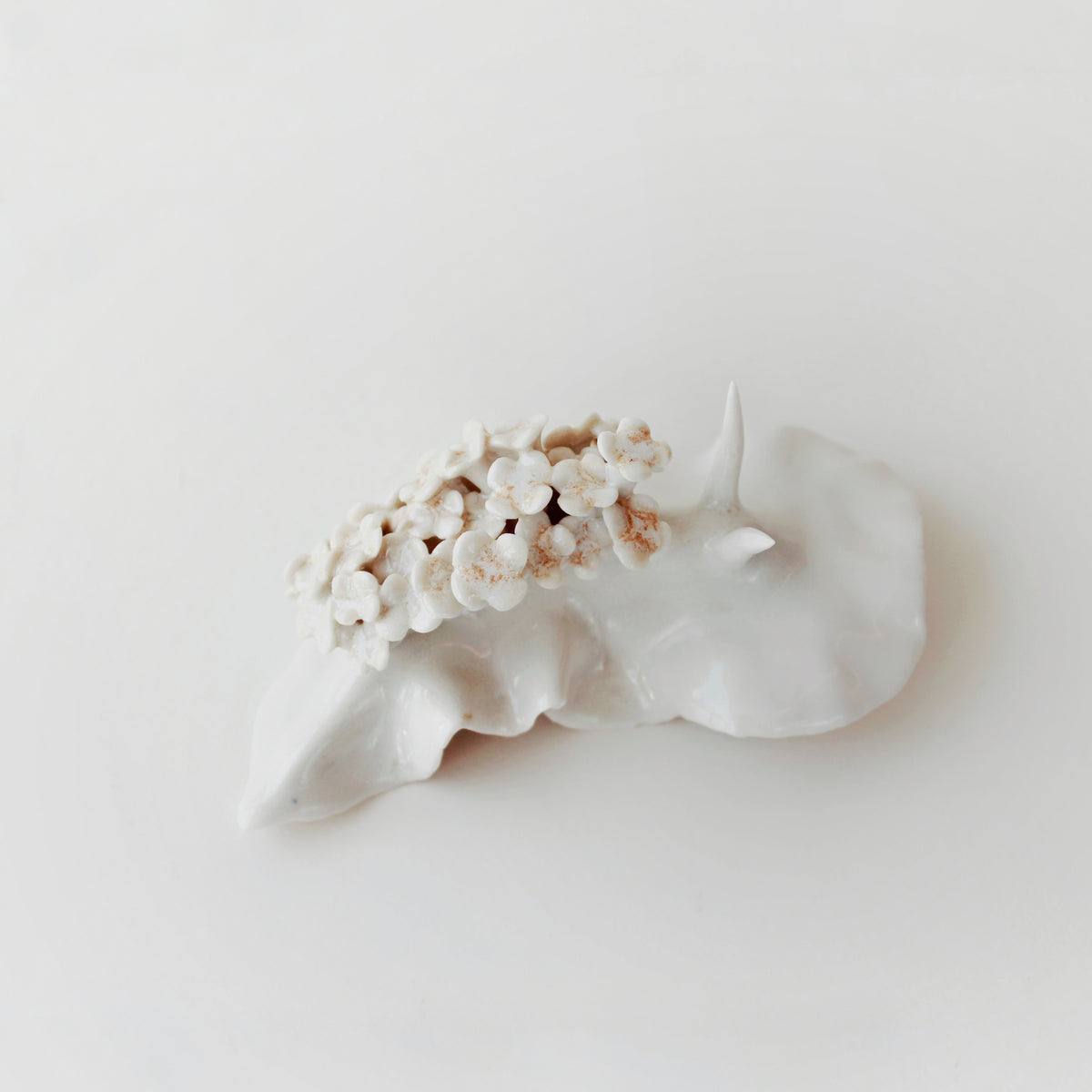 Cynthia O'Brien Slugs (Nudibranchs)