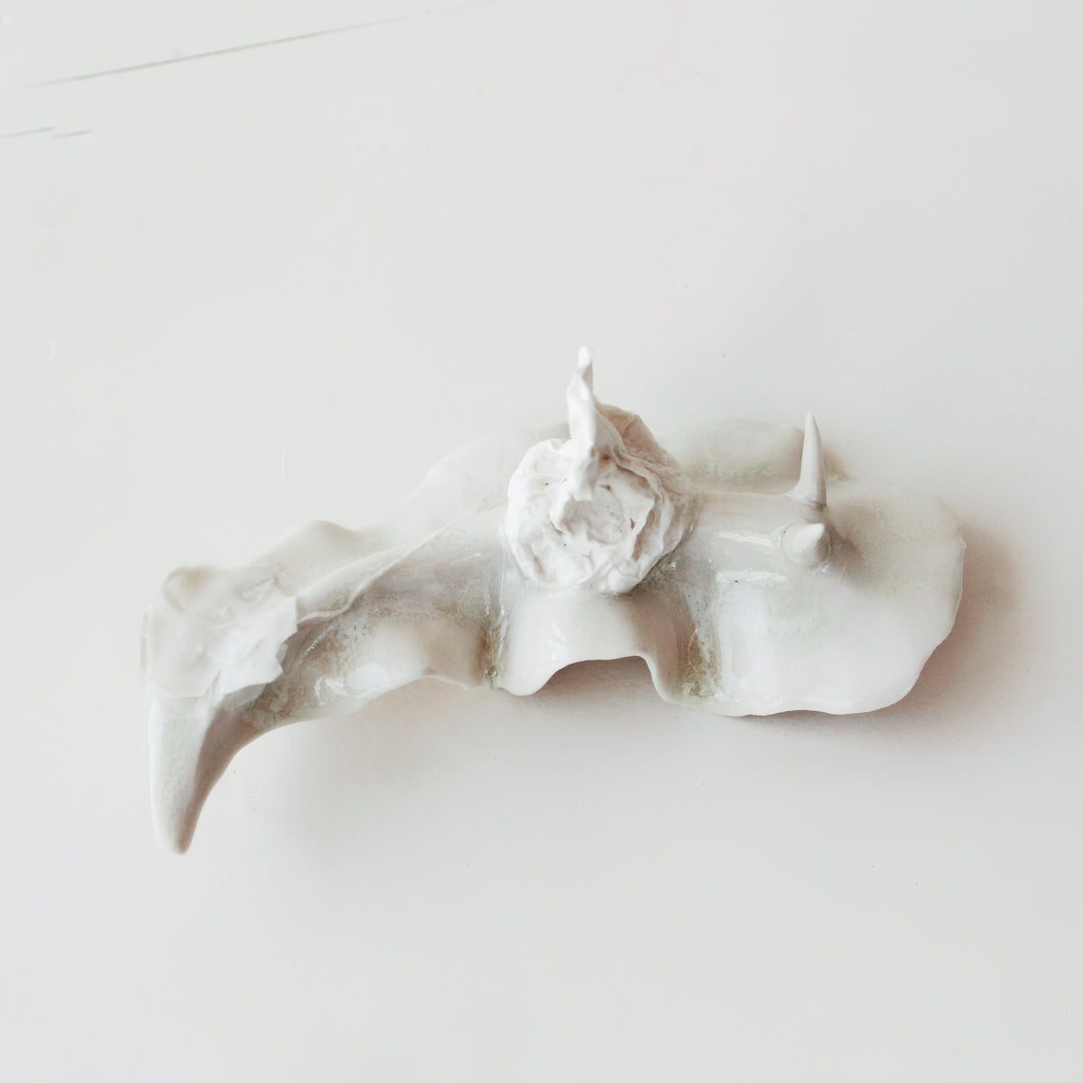 Cynthia O'Brien Slugs (Nudibranchs)