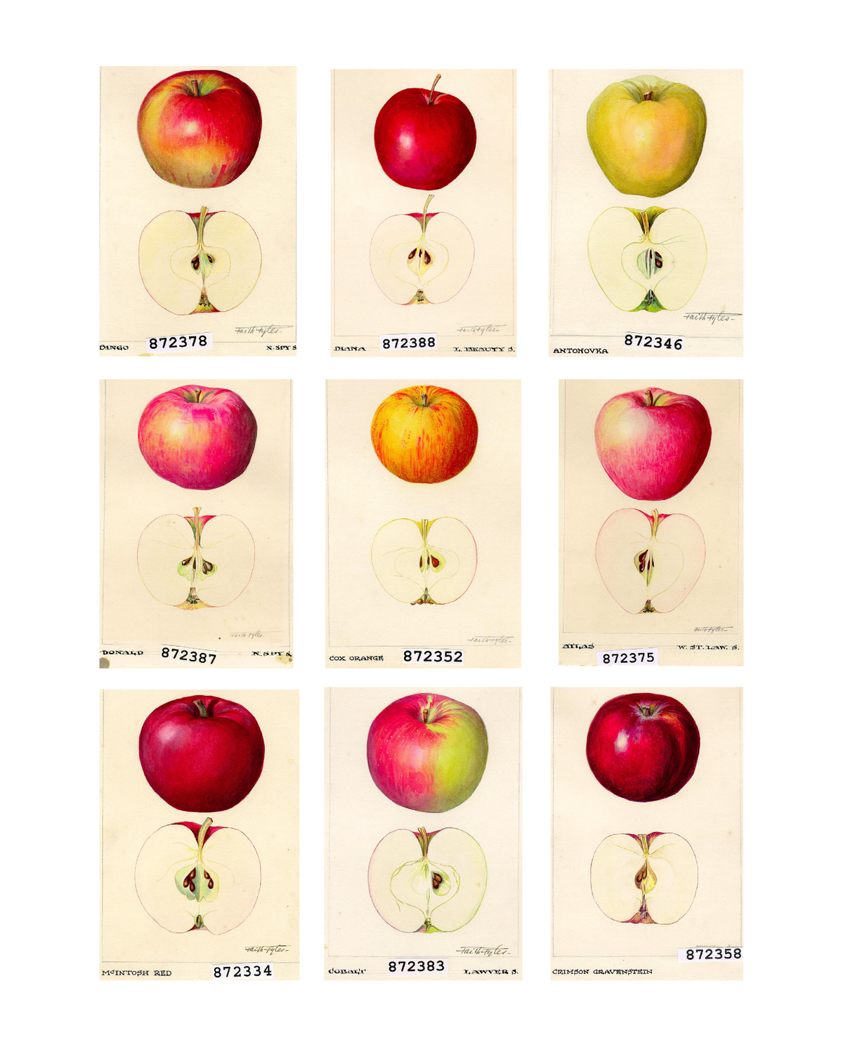 Faith Fyles. Floraisons | Impression
