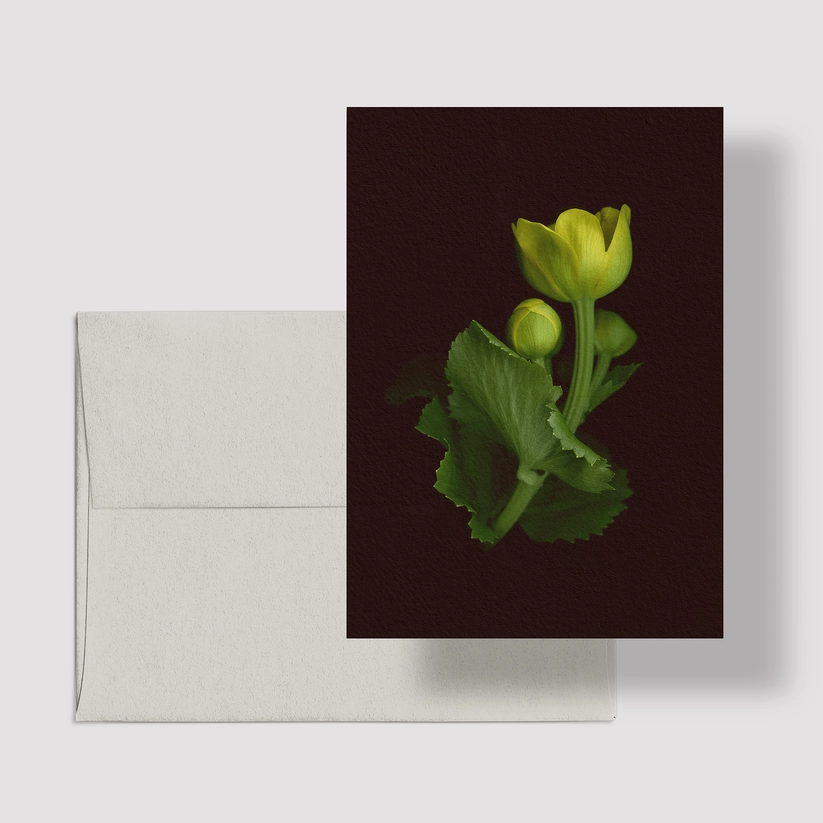 Greeting Card / Marsh Marigold