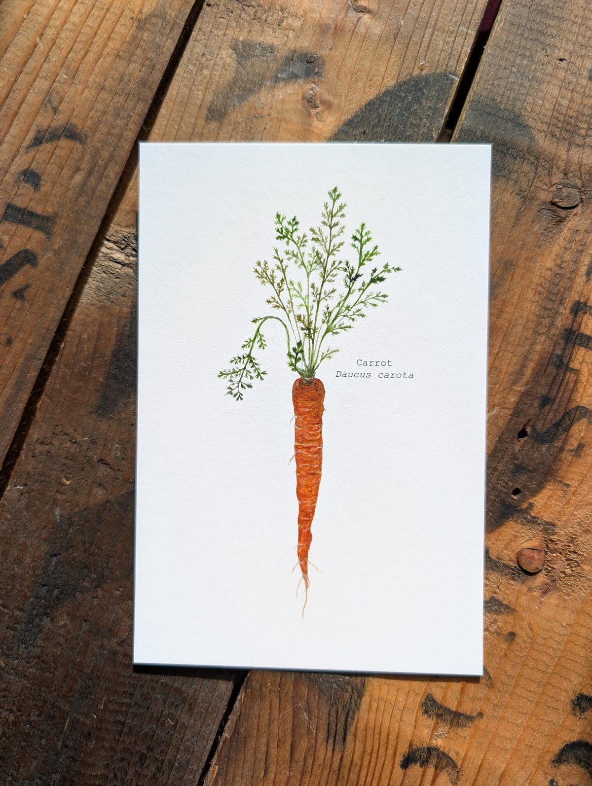 Illustation, carrote