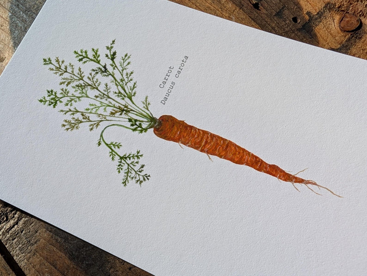 Illustation, carrote