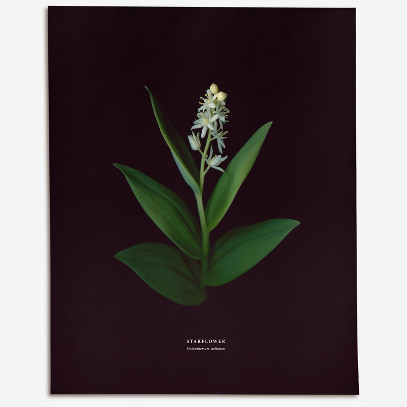 Étoile – No.2 (Maianthemum stellatum)