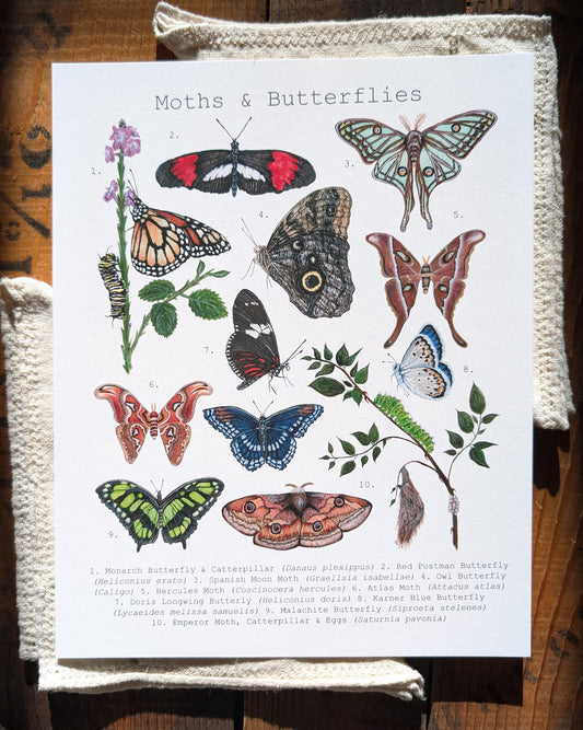Moths & Butterflies Art Print