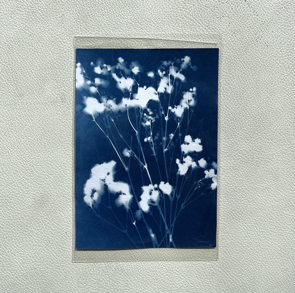 Cyanotype Prints